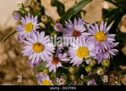 Meer-Aster, Aster Tripolium in Blüte auf der Küste von Dorset. Stockfoto