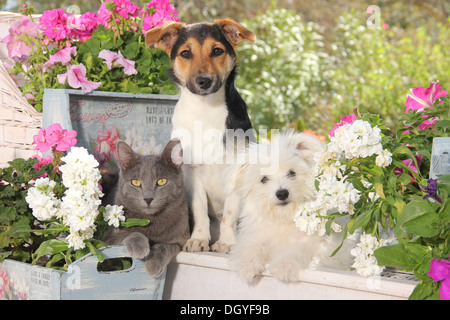 Jack Russell Terrier, Malteser Welpen und einer Hauskatze in einem Garten auf einer Mauer sitzend Stockfoto