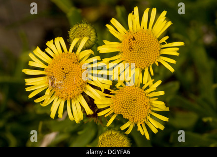 Golden-Queller, Inula Crithmoides an der Küste von Dorset Lulworth Cove. Stockfoto