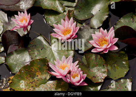 Eine kultivierte Seerose, Seerose "pink Sensation" im Gartenteich. Stockfoto