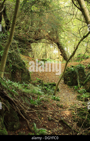 Wald-Lichtung im Forest of Dean wo Star Wars gedreht wurde Stockfoto