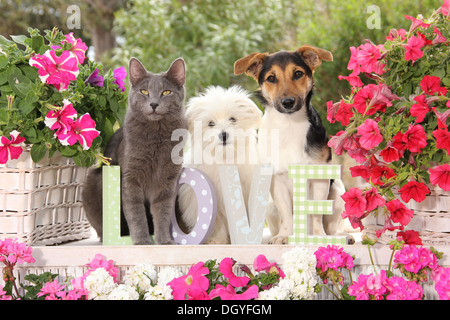 Jack Russell Terrier, Malteser Welpen und einer Hauskatze in einem Garten sitzen an einer Wand unter den Briefen Liebe Stockfoto