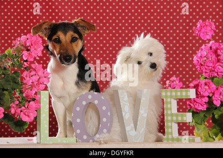 Jack Russell Terrier und junge Malteser sitzen hinter den Buchstaben lieben Stockfoto