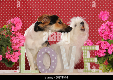 Jack Russell Terrier und junge Malteser sitzen hinter den Buchstaben lieben Stockfoto