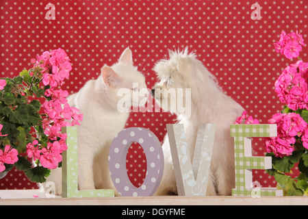 Junge Malteser und weiße Hauskatze sitzen hinter den Buchstaben Liebe Stockfoto