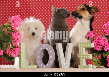 Jack Russell Terrier, Malteser Welpen und einer Hauskatze sitzen hinter den Buchstaben Liebe Stockfoto
