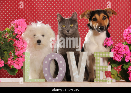 Jack Russell Terrier, Malteser Welpen und einer Hauskatze sitzen hinter den Buchstaben Liebe Stockfoto