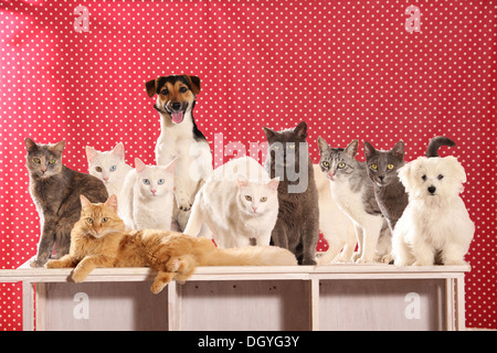 Jack Russell Terrier, eine juvenile Malteser und acht Hauskatzen sitzen auf einem Regal Stockfoto