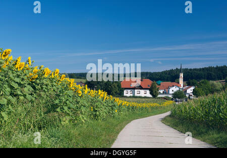 Feld von Sonnenblumen (Helianthus Annuus) und landwirtschaftlichen Dorf von Mainburg, Hallertau Bereich, Bayern Stockfoto