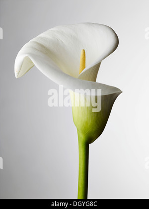 Eine Nahaufnahme einer Calla Lilie, Staubgefäße sichtbar Stockfoto