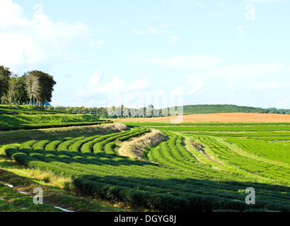 Muster der Teeplantage, Chiang Rai Provinz nördlich von Thailand. Stockfoto