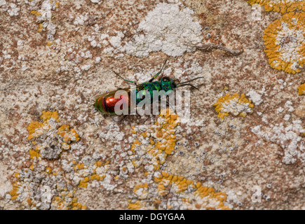 Ein Rubin-tailed Wespe oder Juwel Wespe, Chrysis Ignita Agg. -Frauen auf der Suche nach aktiven Mason Wespe Nester. Dorset Stockfoto