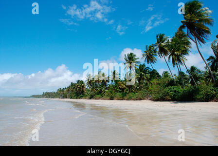 Insel Morro de Sao Paolo, Strand Nummer 4, menschenleer, mit Palmen, in der Nähe von Salvador de Bahia, Brasilien, Südamerika Stockfoto