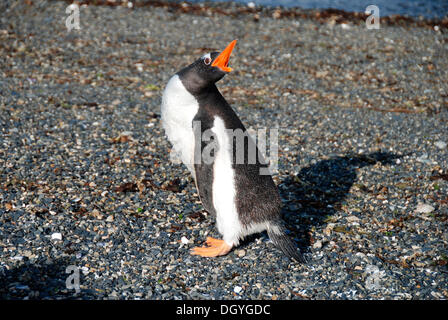 Gentoo Penguin (Pygoscelis Papua), Nationalpark Tierra Del Fuego, Ushuaia, Argentinien, Südamerika Stockfoto