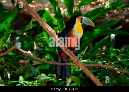 Kanal-billed Toucan (Ramphastos Vitellinus), Iguzu Nationalpark, Iguazu, Brasilien, Südamerika Stockfoto