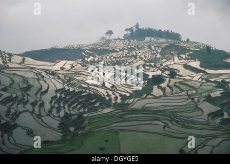 Die Reisterrassen von Yuanyang kurz nach Sonnenaufgang, Yunnan, Südwestchina, Asien Stockfoto