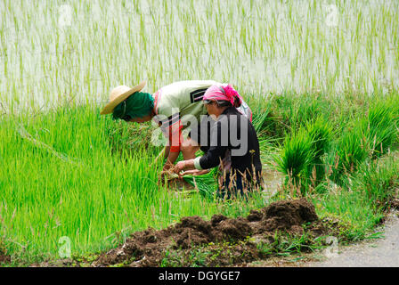 Frauen arbeiten in einem Reis Feld, Yuanyang, Yunnan, Südwestchina, Asien Stockfoto