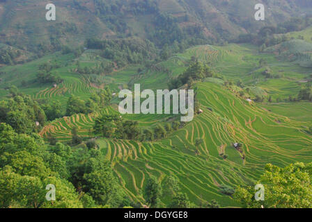 Die Reisterrassen von Yuanyang kurz nach Sonnenaufgang, Yunnan, Südwestchina, Asien Stockfoto