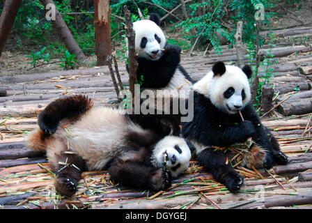 Große Pandas (Ailuropoda Melanoleuca) beim Frühstück, riesige Pandas Zucht Forschungsbasis, Chengdu, China, Asien Stockfoto
