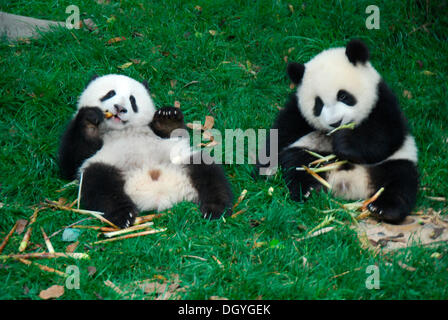 Baby Pandas (Ailuropoda Melanoleuca), 8-18 Monate, bei Frühstück, riesige Pandas Zucht Forschungsbasis, Chengdu, China, Asien Stockfoto