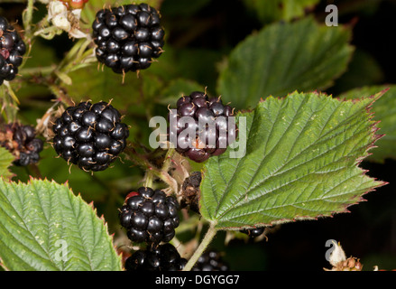 Reife Brombeeren, Rubus Fruticosus im Frühherbst. Dorset. Stockfoto