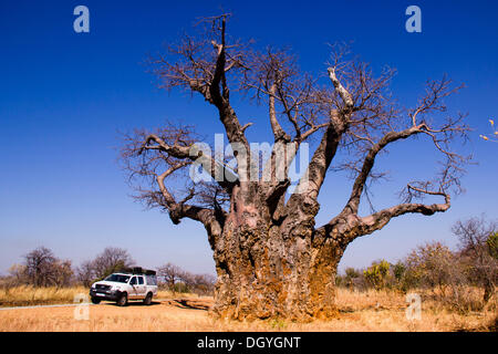 Baobab-Baum (Affenbrotbäume Digitata), in der Nähe von Mana Pools Nationalpark, Simbabwe, Afrika Stockfoto