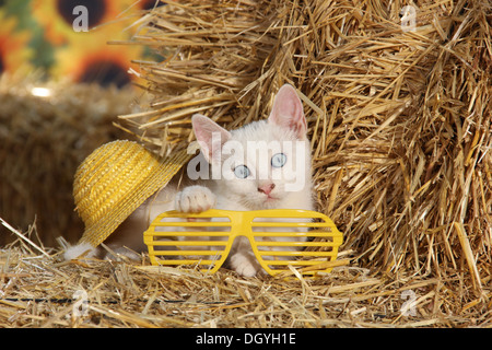 Hauskatze. Kätzchen (75 Tage alt) mit Sonnenbrille und Hut im Stroh Stockfoto