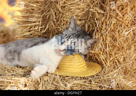 Hauskatze. Kätzchen (75 Tage alt) mit Sonnenbrille auf einen Hut im Stroh schlafen Stockfoto