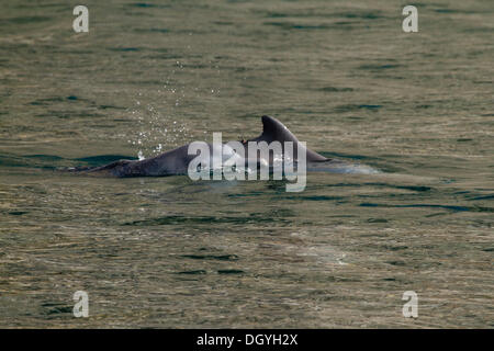 Gemeine Delfine (Delphinus Delphis), Fjorde oder Khor von Musandam, Musandam, Oman Stockfoto