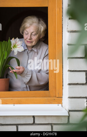 Eine ältere Frau tendenziell eine Lilie Zimmerpflanze auf der Fensterbank, angesehen durch Fenster Stockfoto