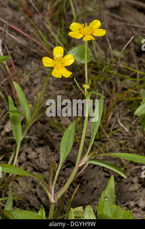 Geringerem Spearwort, Ranunculus Flammula in Blüte im New Forest Marsh. Hants. Stockfoto