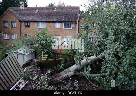 60ft Baum verfehlt Häuser, gefällt von St. Judes Storm, 0640 GMT Montag Morgen, während die meisten Menschen, UK, England, London, Thamesmead schlafen Stockfoto