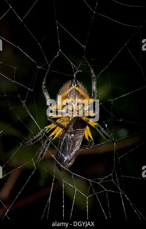 Weibliche Orb-Weaver-Spinne mit Beute Stockfoto