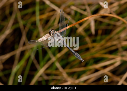 Eine dunkle männliche Black Darter, thront Sympetrum Danae. Moor, Dorset. Stockfoto