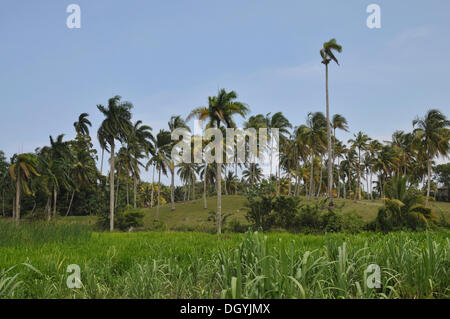 Palmen, Vegetation, alexander von humboldt Nationalpark, Kuba, Karibik, Zentralamerika Stockfoto
