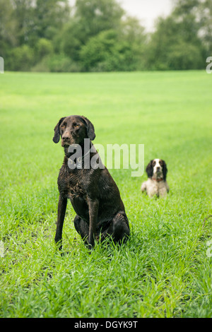 Zwei Jagdhunde auf der grünen Wiese Stockfoto