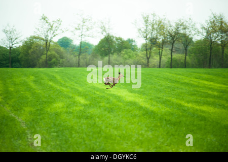 Reh läuft über ein Feld in der Tageszeit Stockfoto