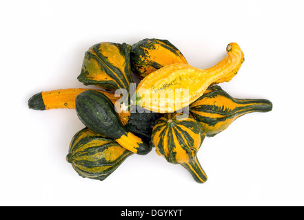 Isolierte Zier Kürbisse in einem Haufen. Stockfoto