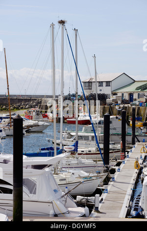 Besetzten Nest der Zucht Rabenkrähen, Corvus Corone auf den Mast einer privaten Yacht vor Anker in Aberystwyth Marina, Wales Stockfoto