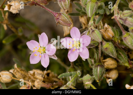 Rock Meer-Spörgel, Spergularia Rupicola in Blüte, Küste von Dorset. Stockfoto