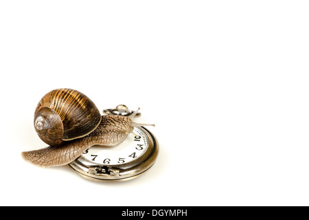 Schnecken Schnecke auf einer Vintage Uhr klettern Stockfoto