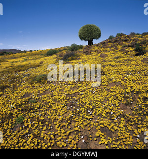 Für einen Großteil des Jahres, dieser Bereich ist, trocken und öde, aber kommen Frühling und verwandelt sich, etwas wie durch ein Wunder, in spektakulären Stockfoto