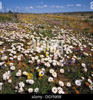 Für einen Großteil des Jahres, dieser Bereich ist, trocken und öde, aber kommen Frühling und verwandelt sich, etwas wie durch ein Wunder, in spektakulären Stockfoto