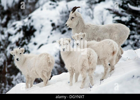 Dall-Schafe (Ovis Dalli) mit drei jungen, Alaska Stockfoto