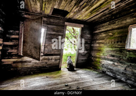 Hundesitting in der Tür eine alte Hütte, Prince William Sound, Alaska Stockfoto