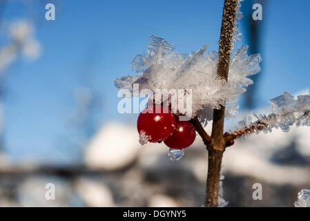 Hoher Busch Preiselbeeren (Viburnum Trilobum) und Eiskristalle während der Kälteperiode bei Lynx Creek, Alaska Stockfoto