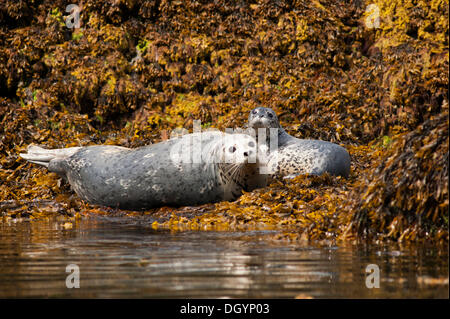 Eine Mutter Hafen Dichtung (Phoca Vitulina) und ihr Welpe, Prince William Sound, Alaska, Vereinigte Staaten von Amerika Stockfoto