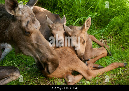 Eine Kuh Elch (Alces Alces) und ihre beiden Waden, Alaska, USA Stockfoto