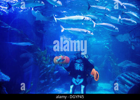 Berlin, Deutschland. 28. Oktober 2013. Kopf-Aquarianer Martin Hänsel trägt eine Halloween Skelette Kostüm als He Tauchgänge mit Haien und Rochen im Sea Life Center in Berlin, Deutschland, 28. Oktober 2013. Foto: MAURIZIO GAMBARINI/Dpa/Alamy Live News Stockfoto