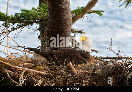 Eine Verschachtelung Weißkopfseeadler (Haliaeetus Leucocephalus), Prince William Sound, Alaska, Vereinigte Staaten von Amerika Stockfoto